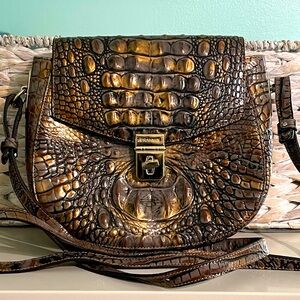 EUC Brahmin tortoise Lizzie